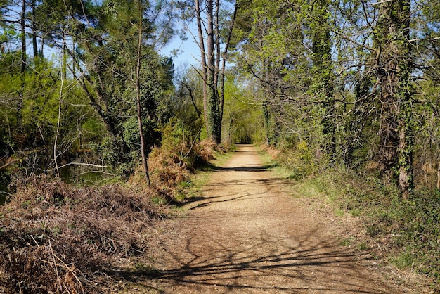 Percorso bosco sentiero forestale in alberi di pino in hostens Gironde Francia