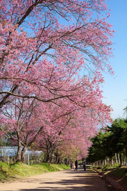 Percorso dei fiori di ciliegio a Khun Wang ChiangMai Thailandia