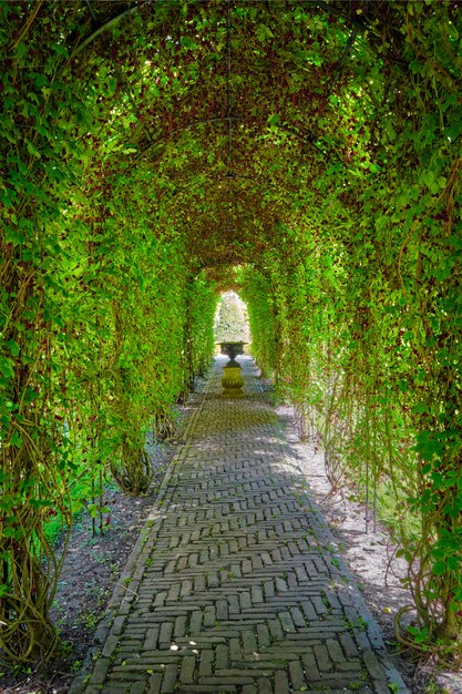 Percorso del giardino invaso pergola verde del berceau