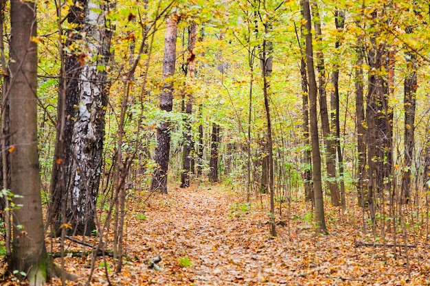 Percorso della lettiera nella foresta di autunno