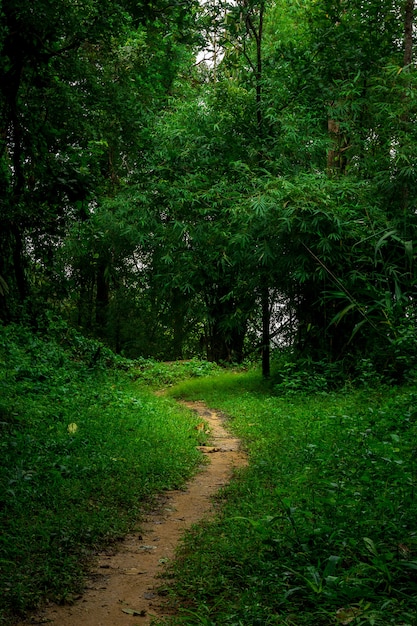 Percorso della sporcizia nella priorità bassa della natura della foresta pluviale