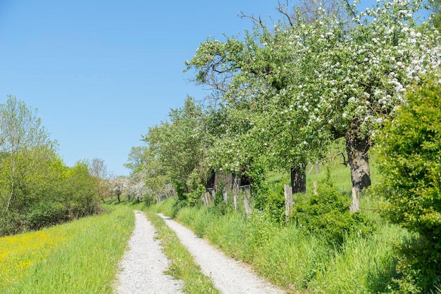 percorso di campo in primavera