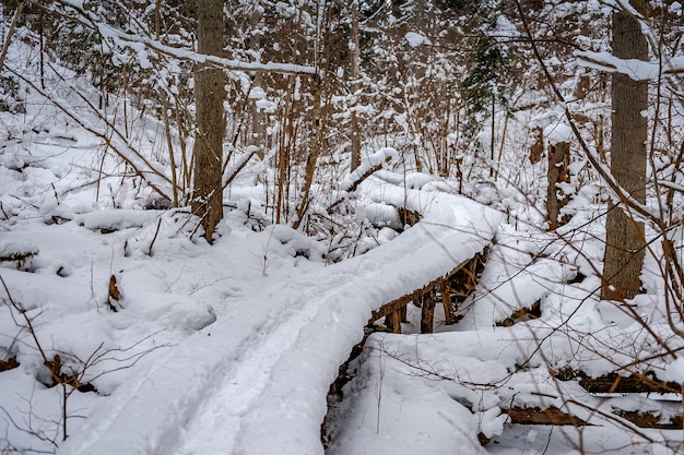Percorso di legno attraverso la foresta ricoperta di neve Lettonia Baltic