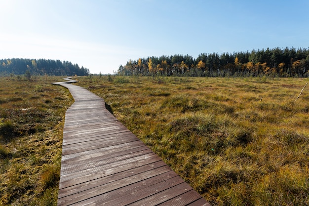 Percorso di legno che attraversa la palude gialla all'inizio dell'autunno.