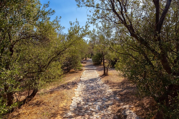 Percorso di mattoni con alberi in Philopappos Hill Atene Grecia