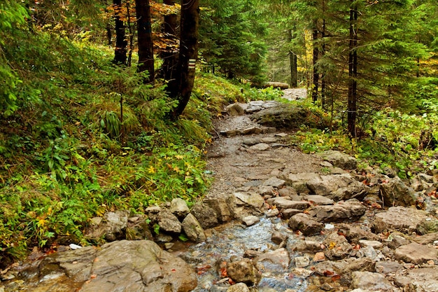 Percorso di roccia nella foresta di montagna