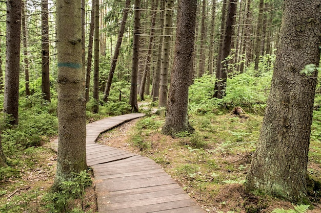 Percorso ecologico realizzato con assi di legno da percorrere curvando nel bosco