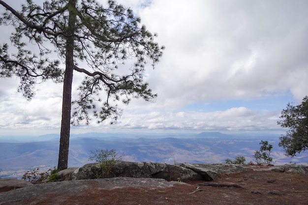 Percorso fra l'abetaia nella cima del parco nazionale di Phu Kradueng, Tailandia