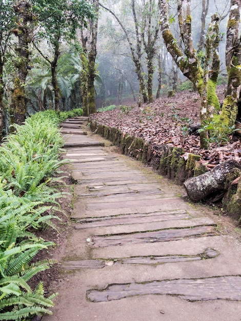 Percorso in legno lungo la collina.