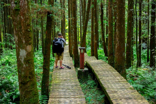 Percorso in legno nella foresta per consentire agli scalatori di camminare in sicurezza