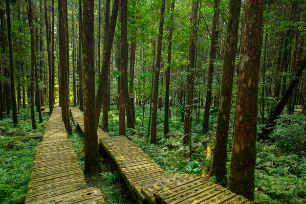 Percorso in legno nella foresta per consentire agli scalatori di camminare in sicurezza