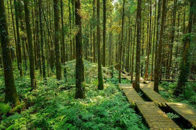 Percorso in legno nella foresta per consentire agli scalatori di camminare in sicurezza