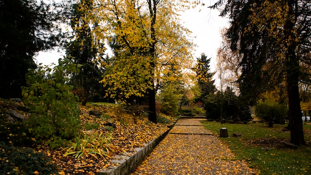 Percorso in un parco in autunno con foglie gialle che cadono di alberi e coprendo il terreno
