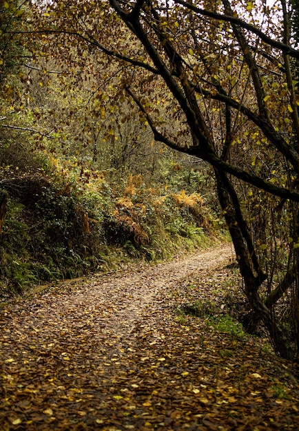 Percorso in una foresta autunnale