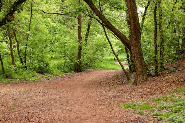 Percorso in una foresta di latifogliexA