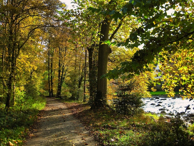 Percorso in una soleggiata foresta autunnale