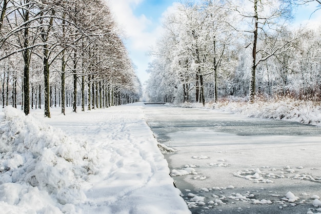 Percorso innevato in diversi alberi in una foresta