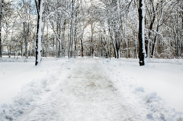 Percorso innevato in diversi alberi in una foresta