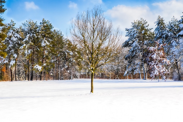 Percorso innevato in diversi alberi in una foresta