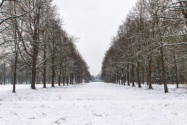 Percorso innevato in diversi alberi in una foresta