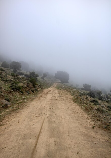 Percorso naturale nella foresta con nebbia