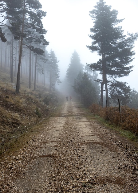 Percorso naturale nella foresta