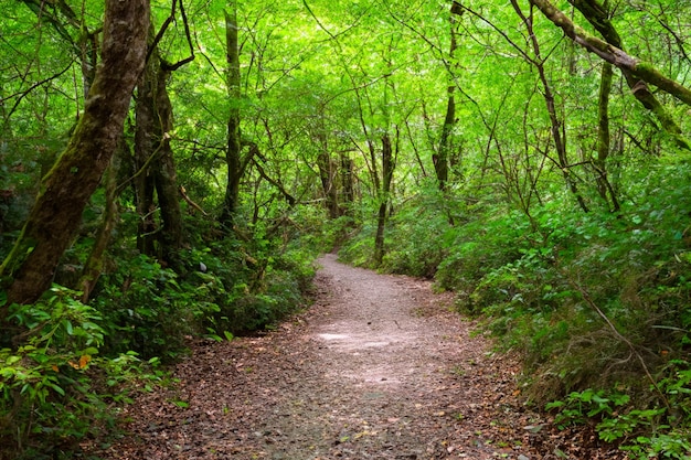 Percorso naturalistico attraverso la fitta fotografia naturalistica della foresta verde