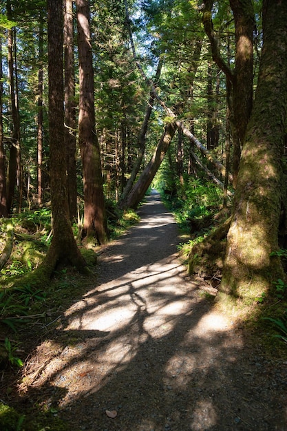 Percorso nel bosco con alberi verdi