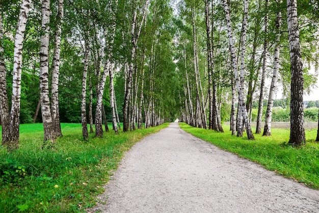 Percorso nel bosco di betulle