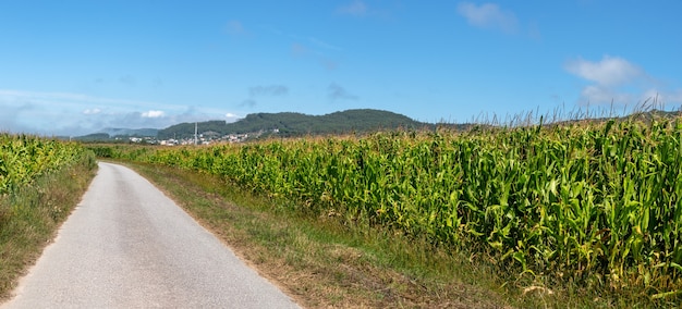 Percorso nel campo tra le spighe seminate per il raccolto