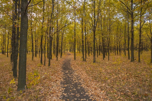 Percorso nel nebbioso parco autunnale