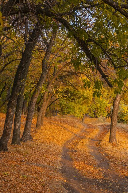 Percorso nel nebbioso parco autunnale