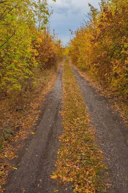 Percorso nel nebbioso parco autunnale