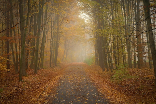 Percorso nel paesaggio autunnale Bellissimo sfondo naturale colorato con foglie di alberi Ambiente naturale con maltempo