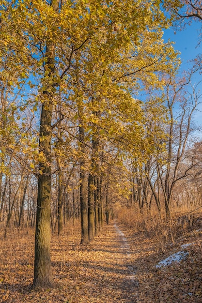 Percorso nel parco autunnale