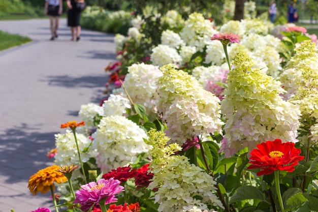 Percorso nel parco lungo aiuola con ortensie bianche e zinnie rosse.