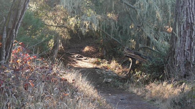 Percorso nel sentiero nel bosco o nel bosco nel boschetto conifere pino cipresso california