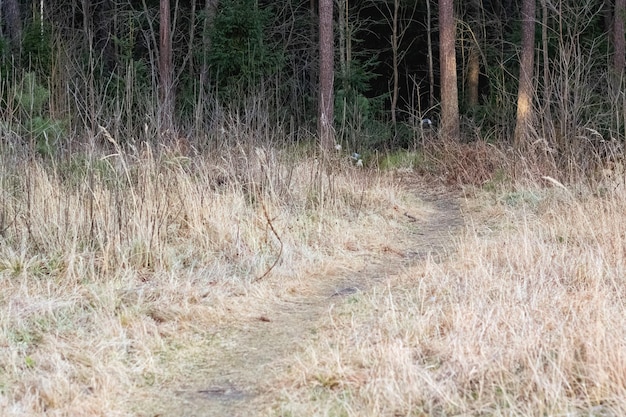 Percorso nella fitta foresta oscura in autunno