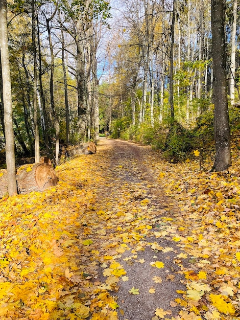 Percorso nella foresta autunnale Strada con una svolta in foglie gialle