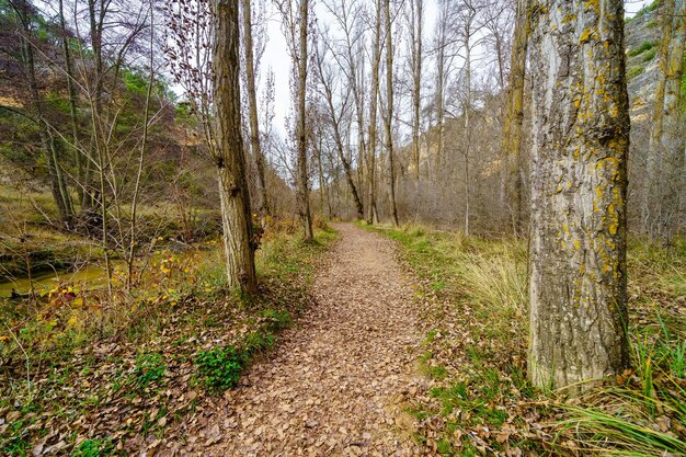 Percorso nella foresta autunnale tra alberi spogli e foglie a terra. Duraton, Segovia.