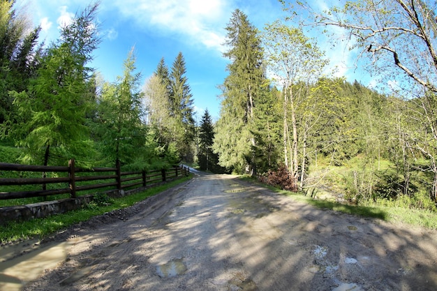 Percorso nella foresta di montagna