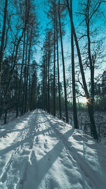 Percorso nella foresta invernale al tramonto