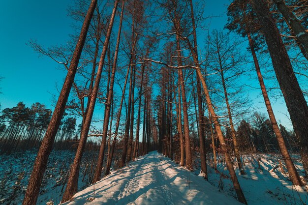 Percorso nella foresta invernale al tramonto