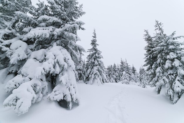 Percorso nella foresta invernale