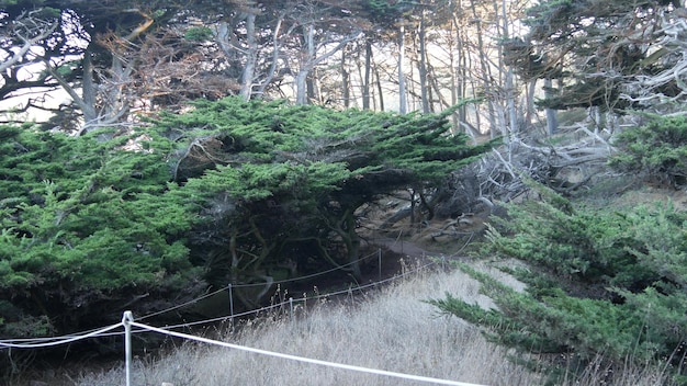 Percorso nella foresta o nel legno, sentiero o sentiero nel vecchio boschetto o bosco, Point Lobos deserto, California USA. Percorso o passerella per escursioni o trekking. Conifere pini cipressi paesaggio.