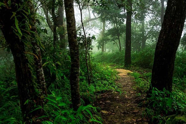 Percorso nella foresta pluviale e nebbia