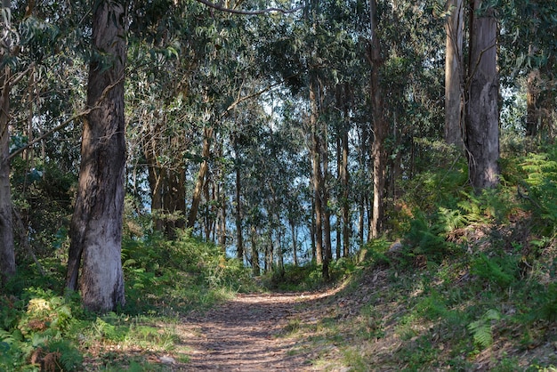 Percorso nella foresta tra gli alberi in condizioni di bel tempo soleggiato