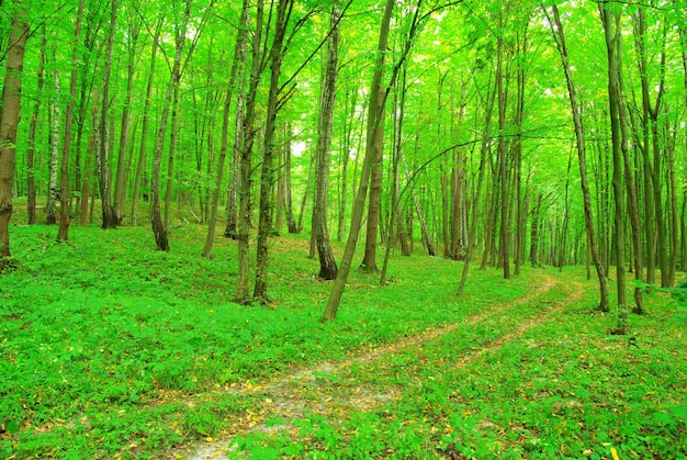 percorso nella foresta