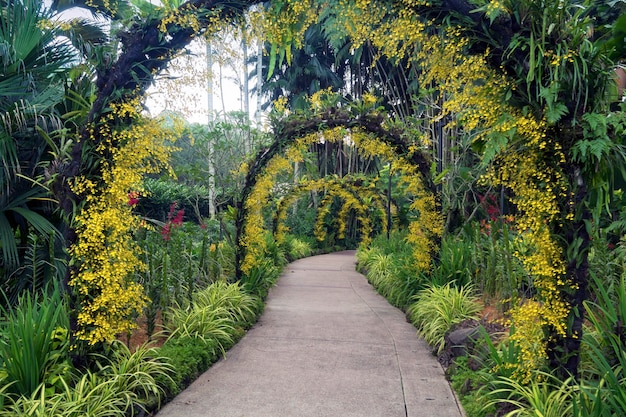 Percorso panoramico sotto archi naturali organizzato da orchidee gialle nel famoso giardino botanico di Singapore