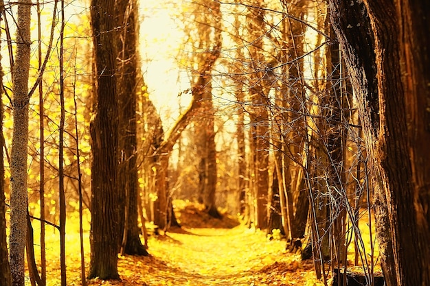 percorso parco autunnale / paesaggio autunnale, parco giallo in autunno alberi e foglie, una bella giornata di sole nel parco cittadino. la caduta
